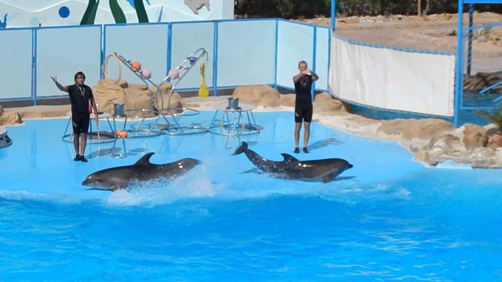 Swim with Dolphins from Makadi I EgyTipsTravel